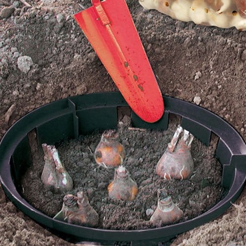 Løgbakke, 3 stk. - Blomsterverden